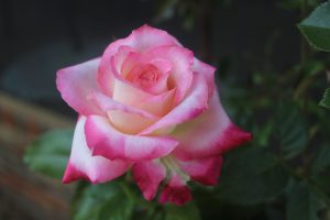 peace rose