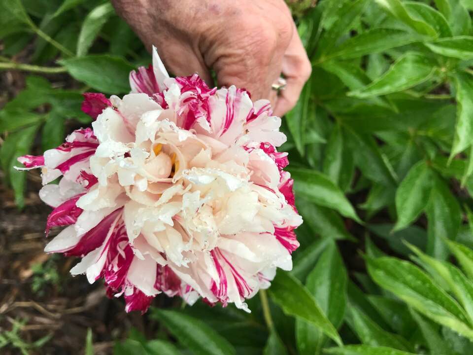 candy cane peony - Planters Place