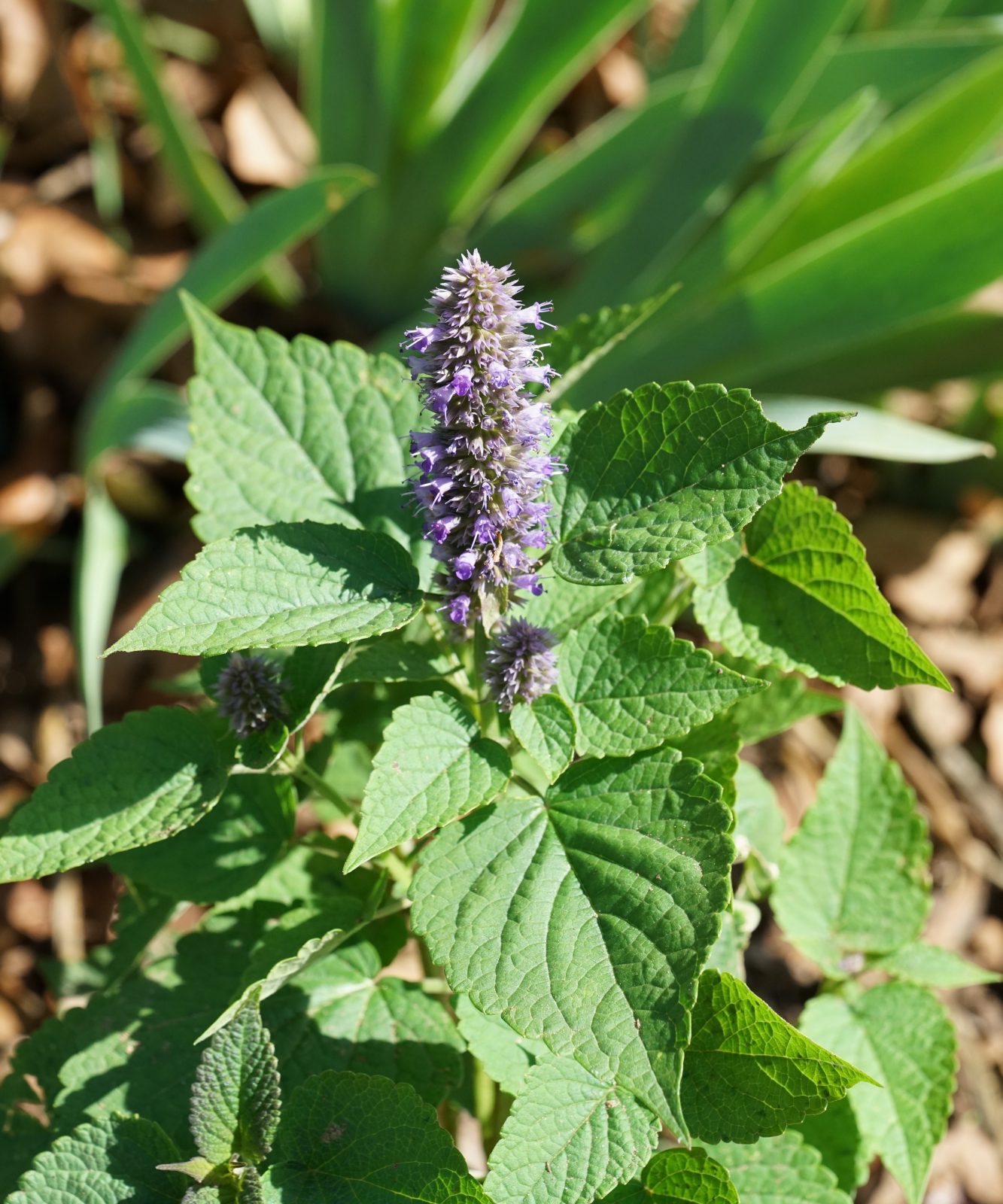 Agastache - Planters Place