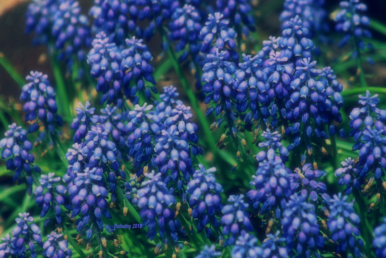 What Do Grape Hyacinths Symbolize