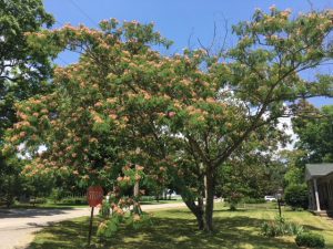 Mimosa Trees: A Beautiful, Invasive Species