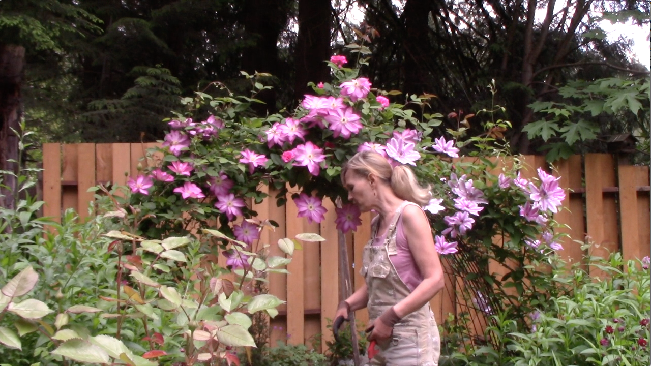 How to Create a Rose and Clematis Arch