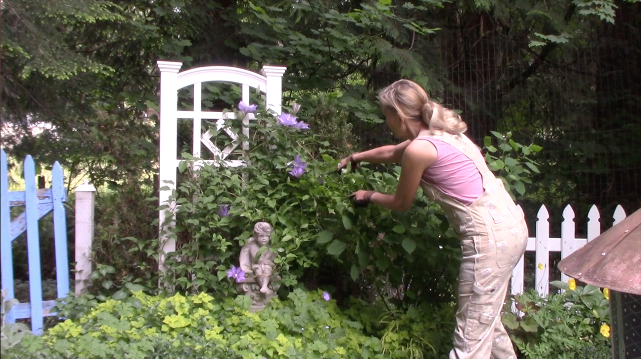 How to Showcase Blooming Clematis Flowers