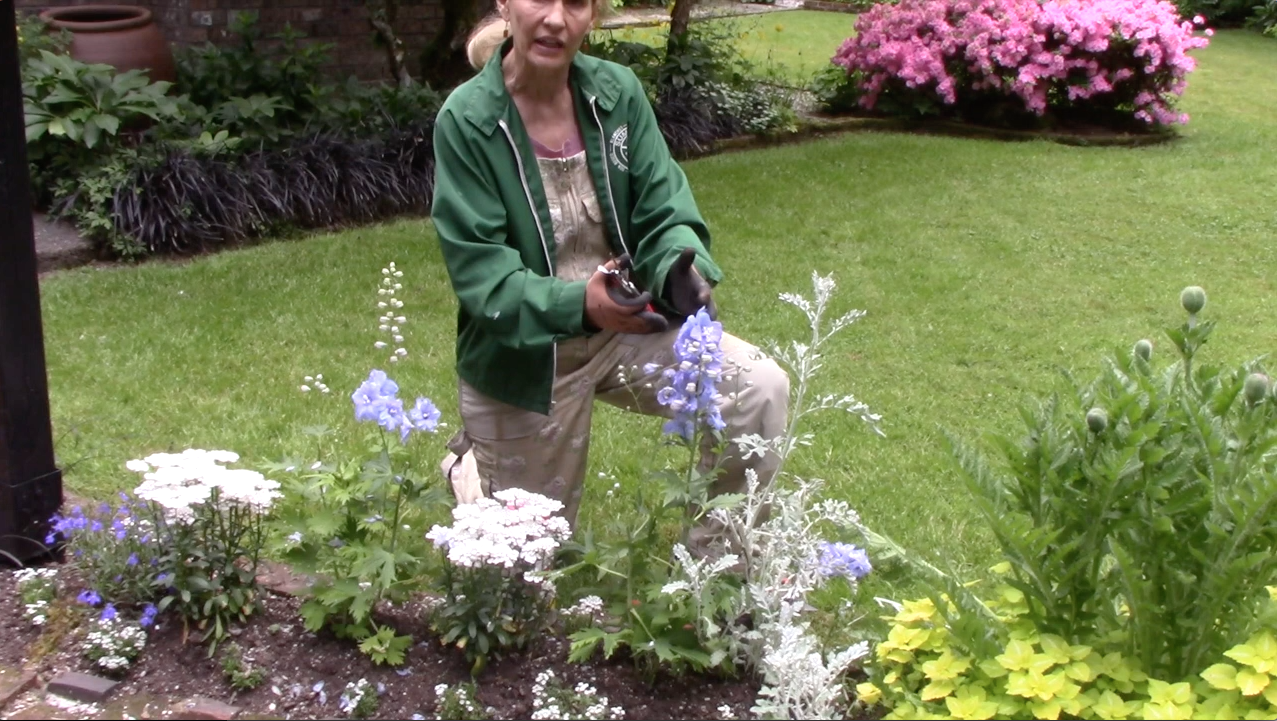 Pruning Delphiniums: The Keys to a Perfect Bloom