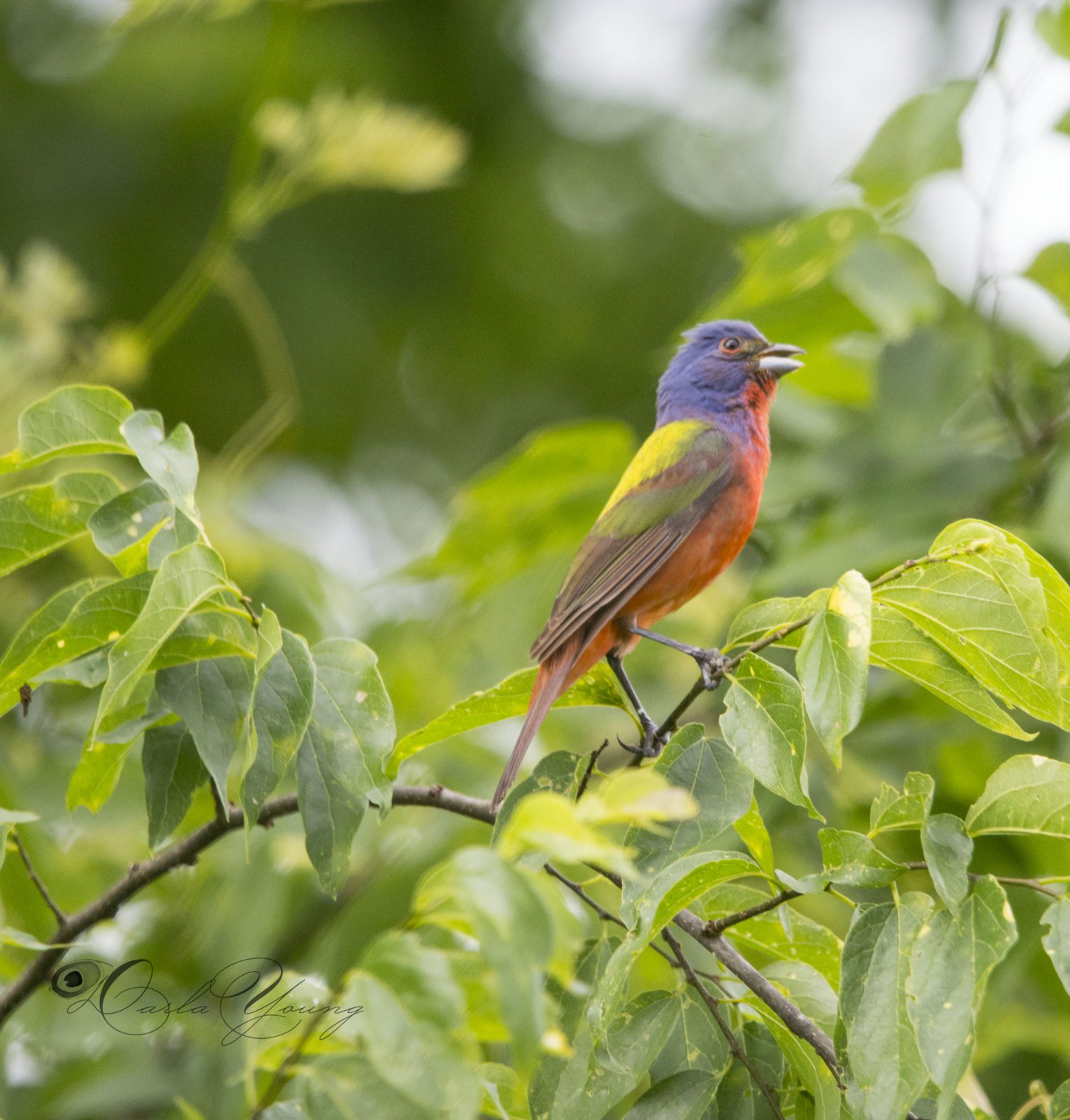 The Painted Bunting Planters Place   Painted Bunting5 CR 