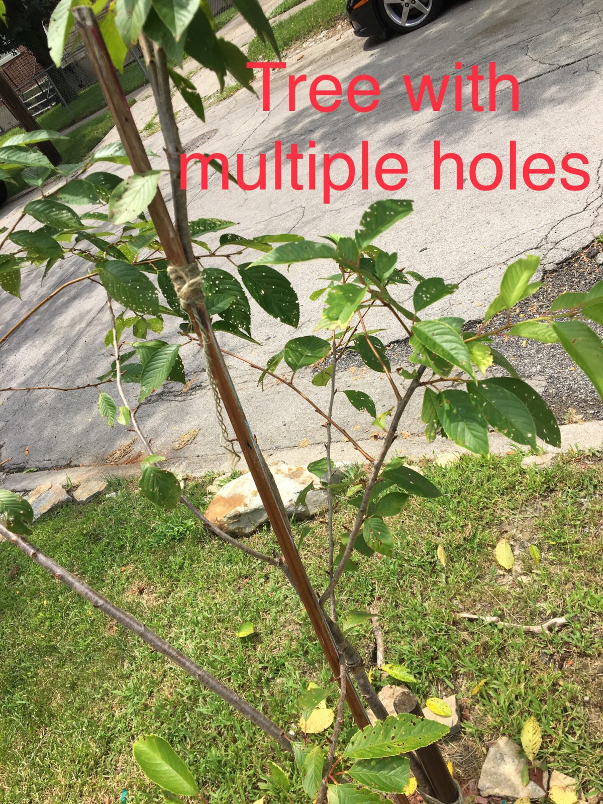 Yoshino Cherry Tree - Planters Place