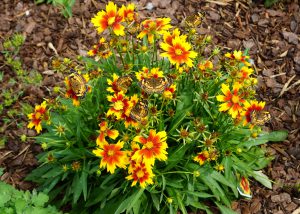 coreopsis with silvery checkerspot butterflies