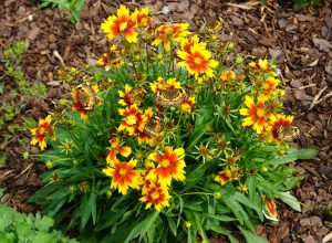 flowers of coreopsis