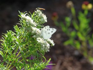 butterfly on slender mountain mint