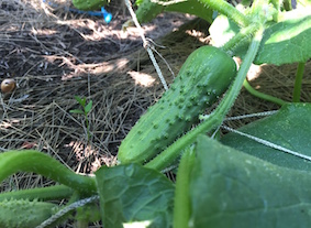 bushel pick cucumber
