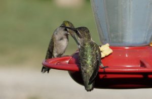 Ruby throated hummingbirds by Leslie Miller