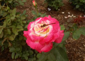Dragonflies in the Roses this Summer