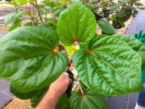 South Sea Salad Tree Abelmoschus Kiko's Crump