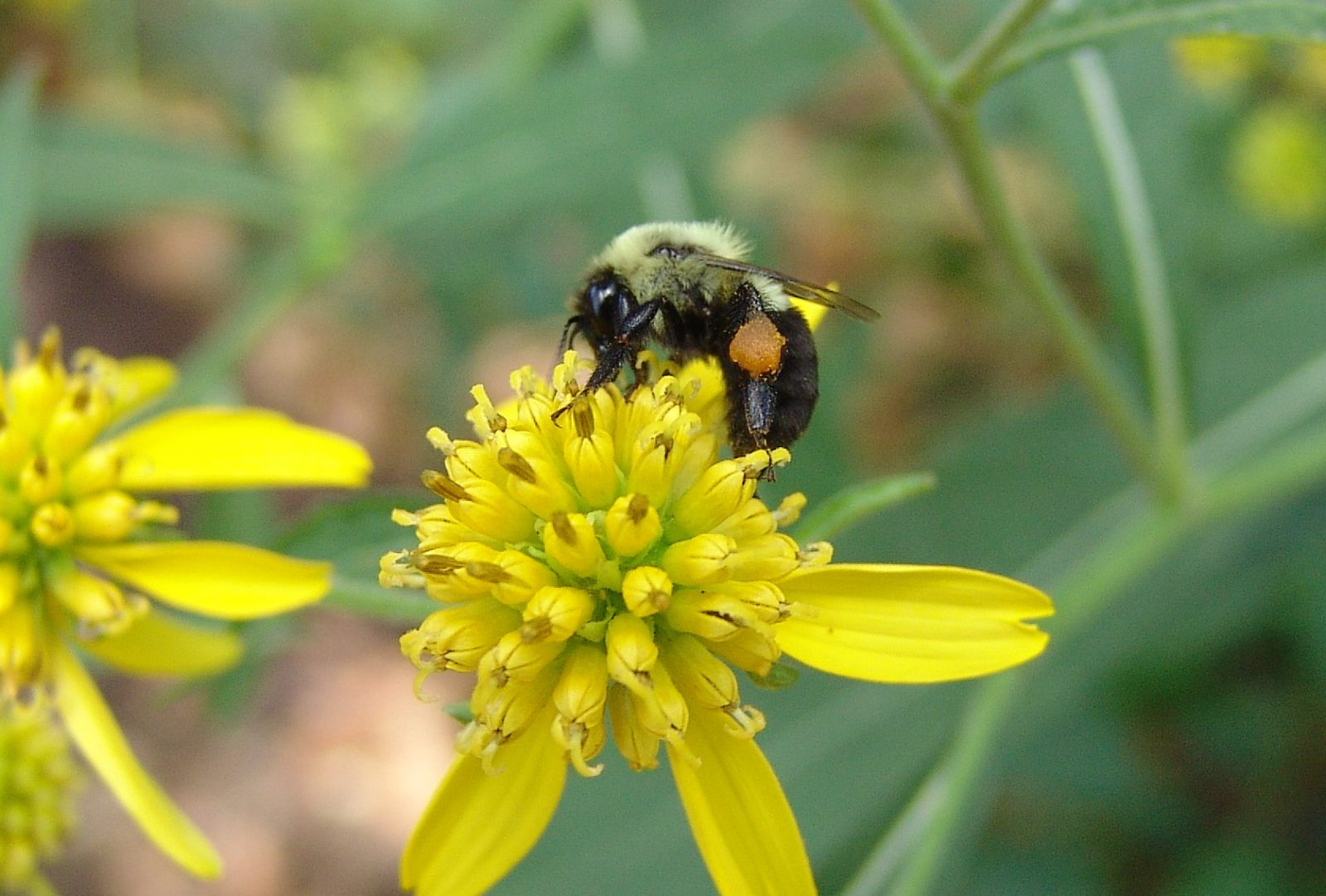 Who are our common pollinators and what do they do? - Planters Place
