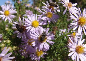 Tachinid flies on asters