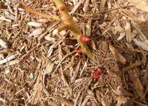 The First Spring Bud Break in the Garden