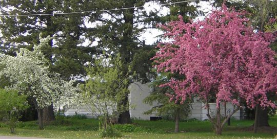 Spray your fruit trees in the springtime