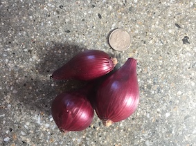 red onion bulb size daylength