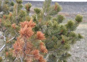 Evergreens: How to Handle Winter Damage