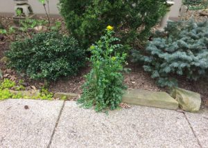 My Mystery Weed