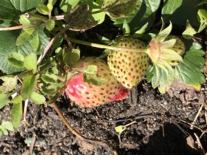 Strawberries almost ready