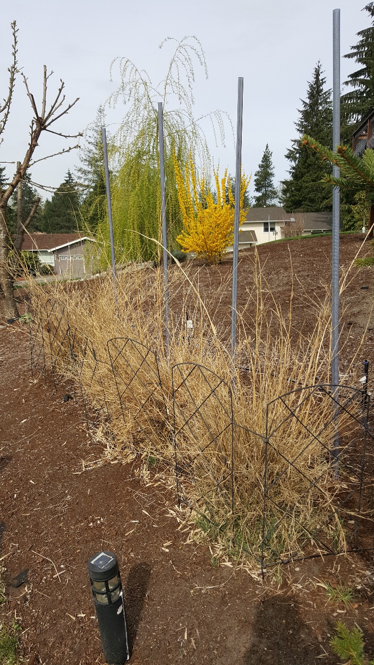 Bamboo is it dead?? Planters Place