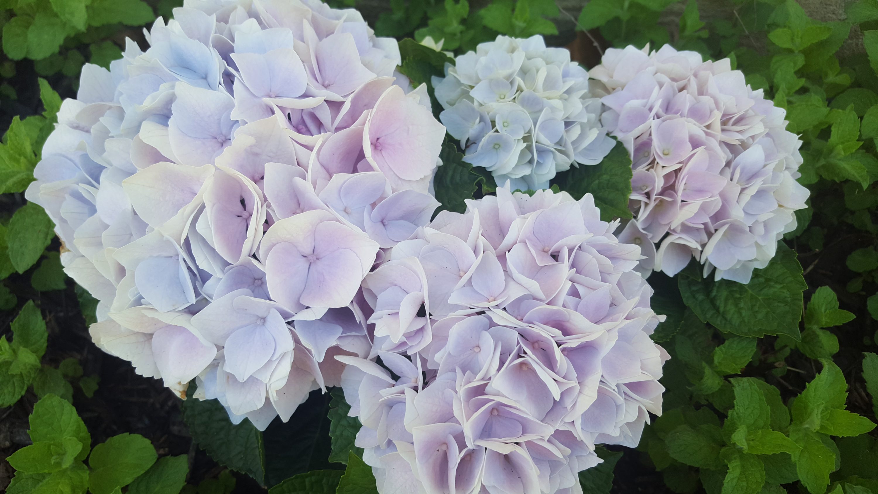 Pink Sky Hydrangeas Planters Place