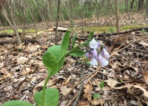 Miracles in Various Sizes (Virginia Bluebells)