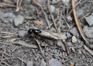 Carpenter Ants: Prevention Techniques and Products