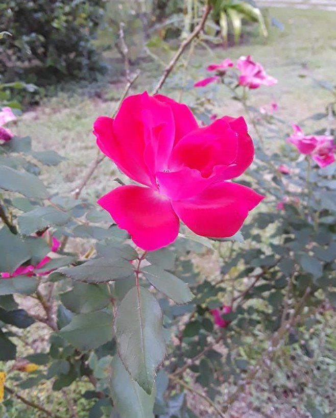 Unreal Roses - Planters Place