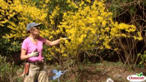 Learn how to prune shrubs in order to shape them. Get rid of dead, diseased, damaged or deranged branches for healthy shrubs and beautiful bouquets!