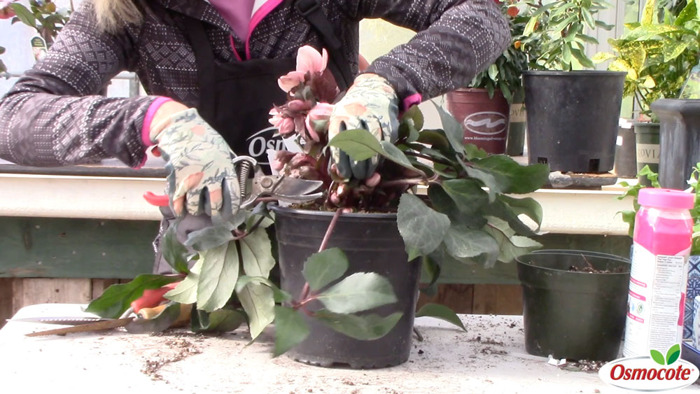 How to Prune Hellebore Leaves for Beautiful Blooms