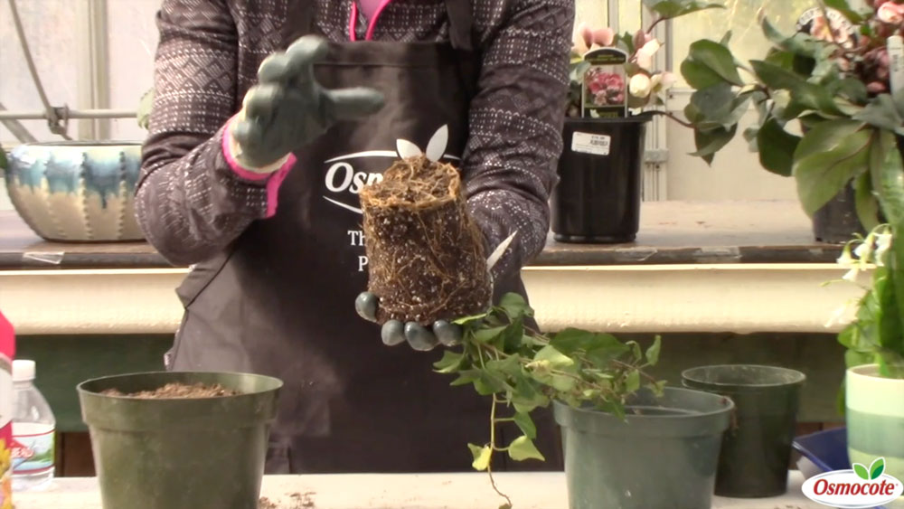 When and How to Transplant a Houseplant