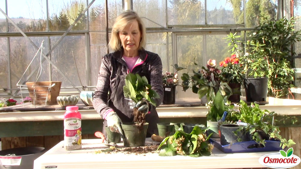 How to Divide and Transplant Gift Plants Using Kalanchoe Plant