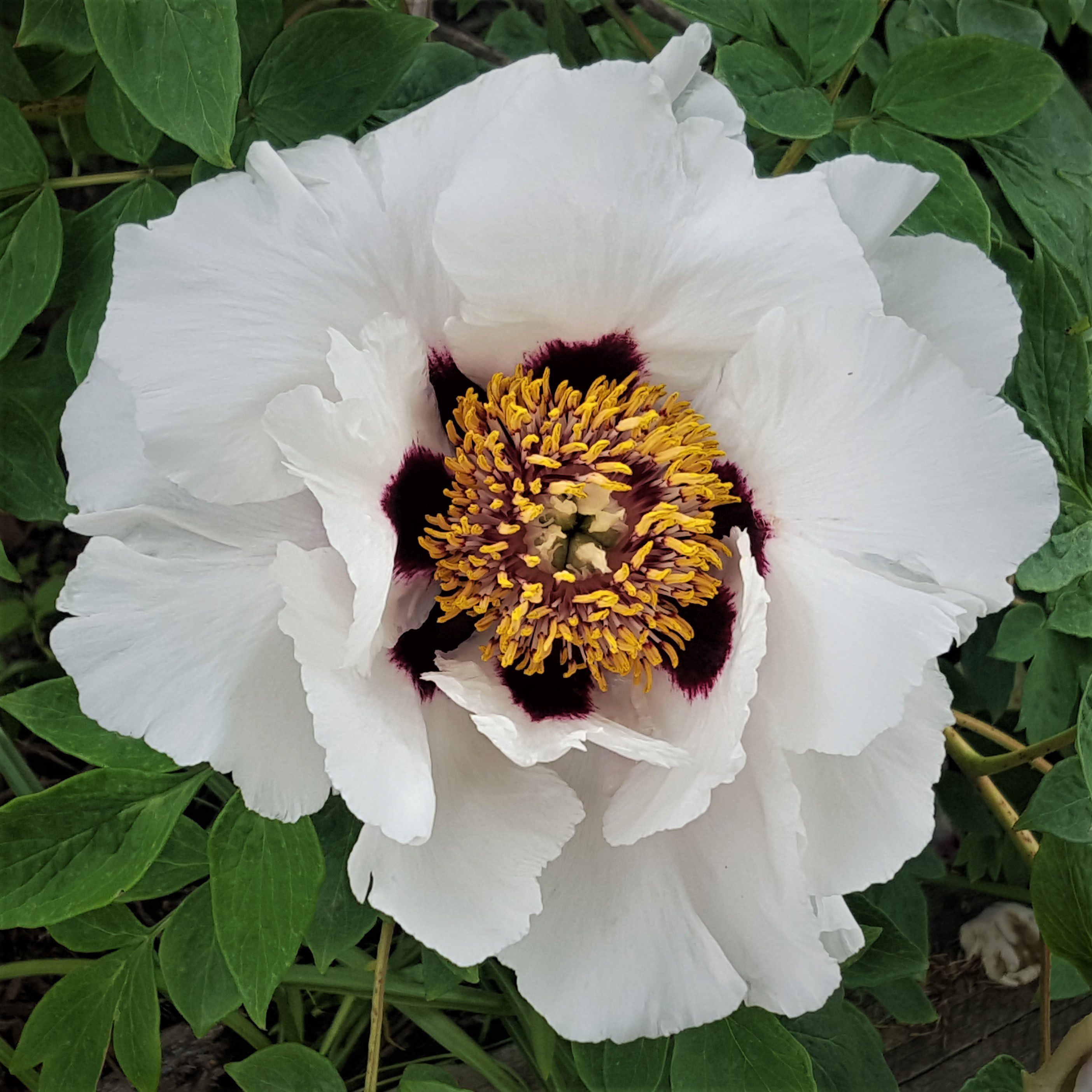 Tree Peony blossom extraordinaire - Planters Place