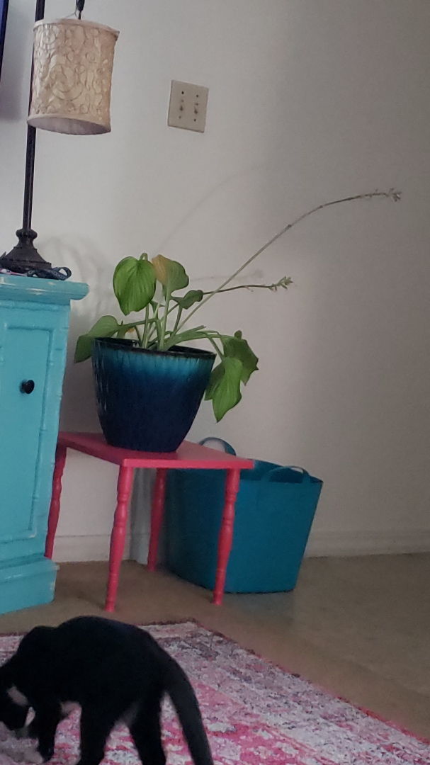 Can Hostas Rebound from Broken Leaves and Stems? Planters Place