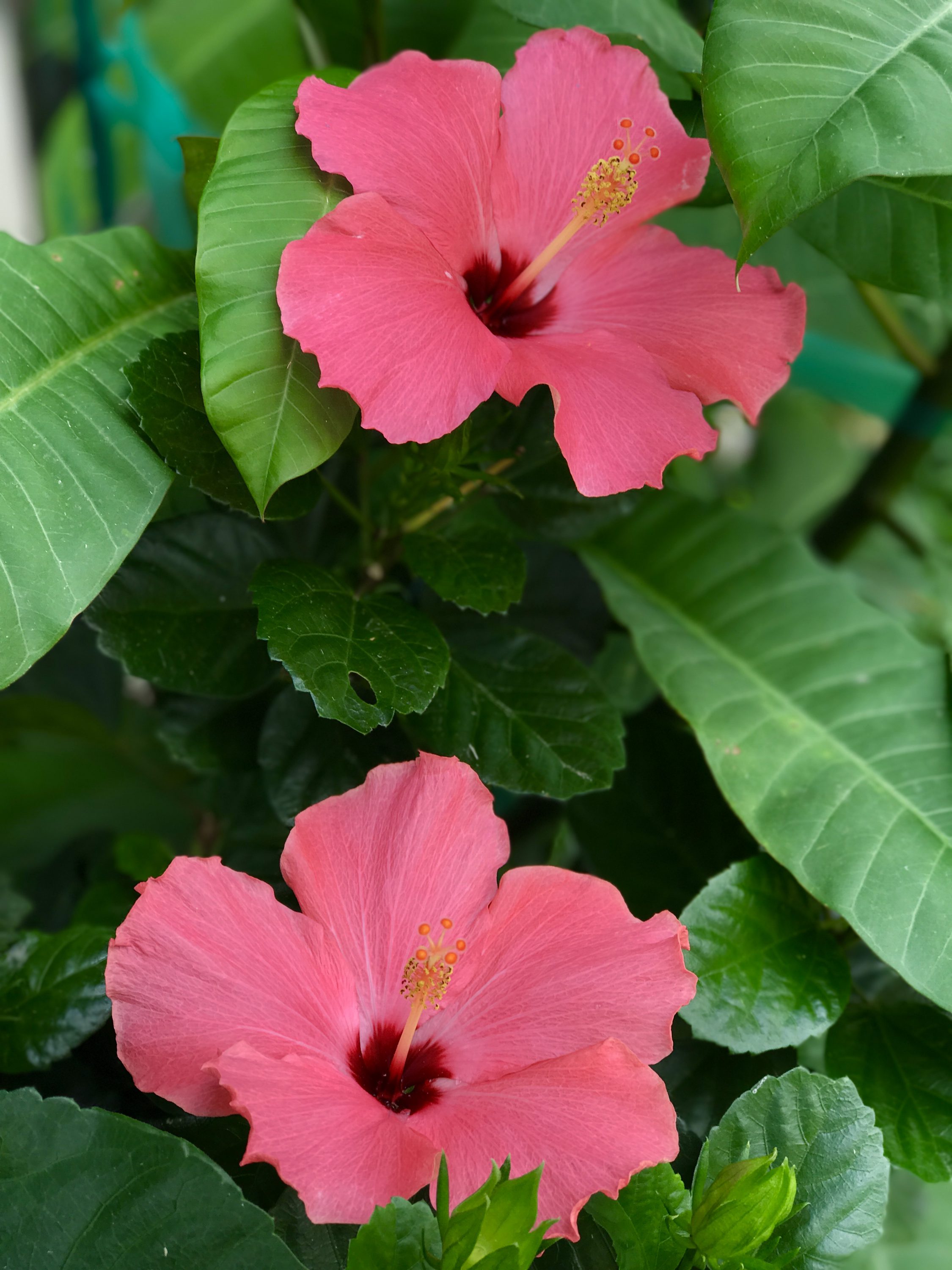 Hibiscus Planters Place