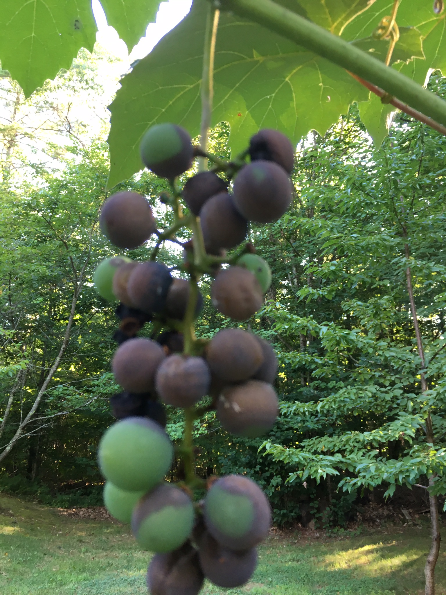 Grape wine disease continued Planters Place