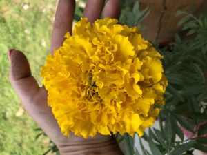 marigold