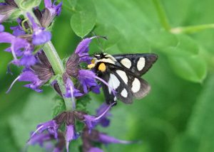 Eight-spotted forester moth