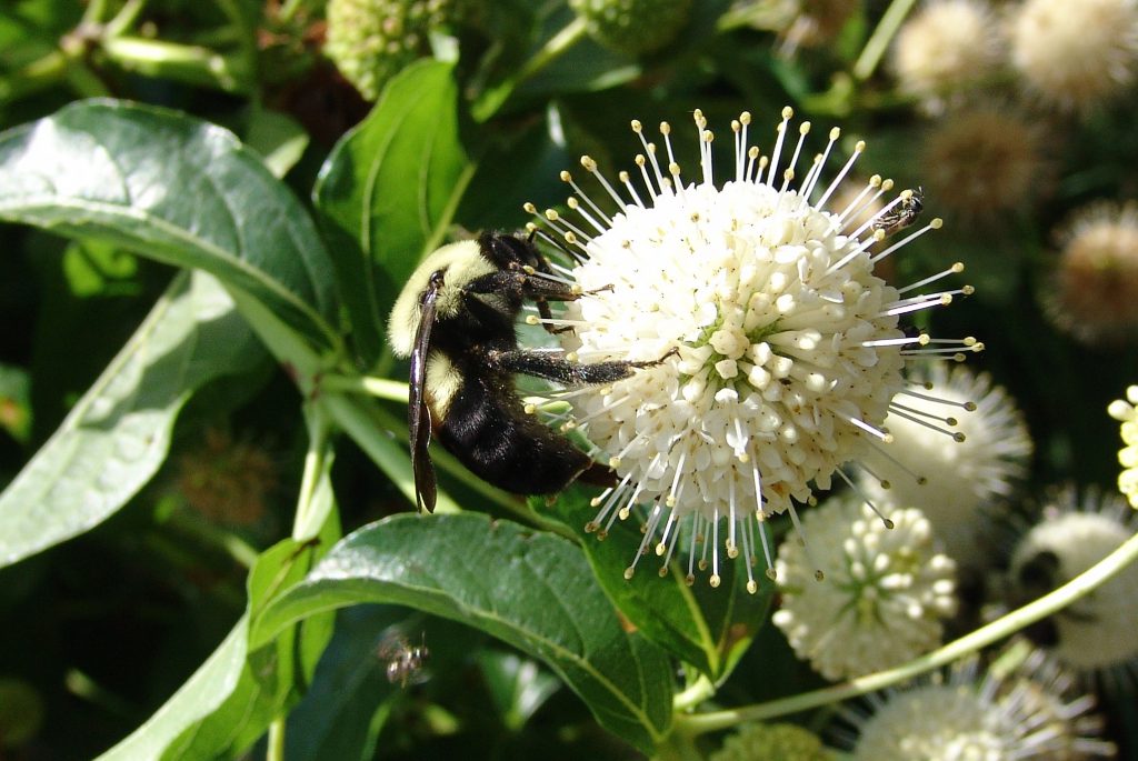 Soggy Spots in the Garden: How to Utilize Them