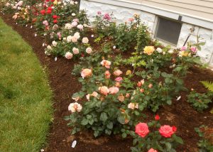 Beginning Blooms in the Rose Garden