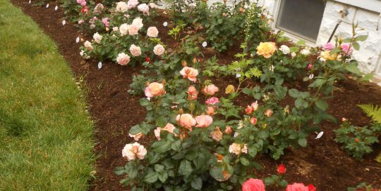 Beginning Blooms in the Rose Garden