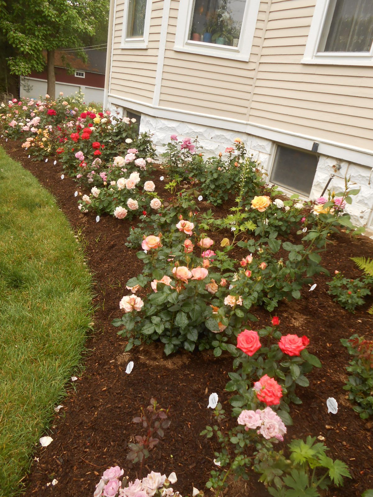 Beginning Blooms In The Rose Garden Planters Place Beginning Blooms In The Rose Garden Planters Place