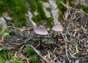 Fungi: The Types that may Exist in your Backyard