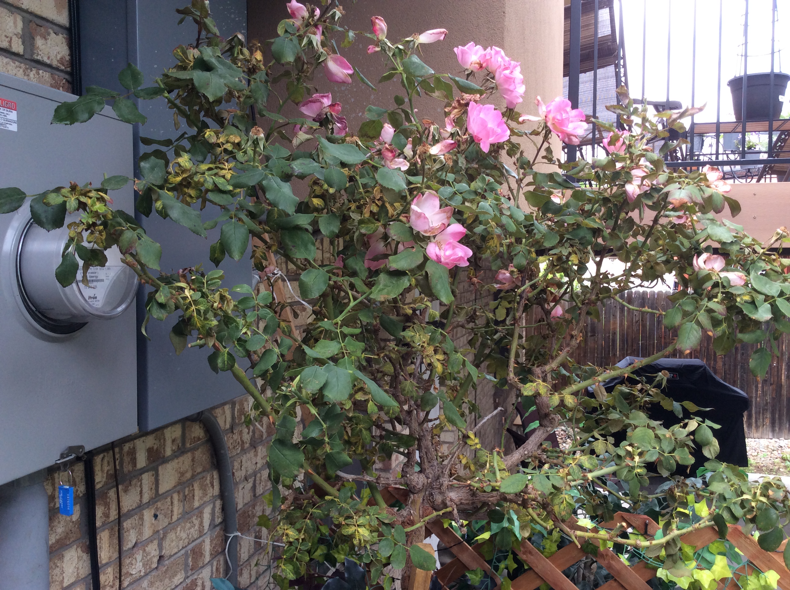 How much sun does my tree Rose need? Planters Place