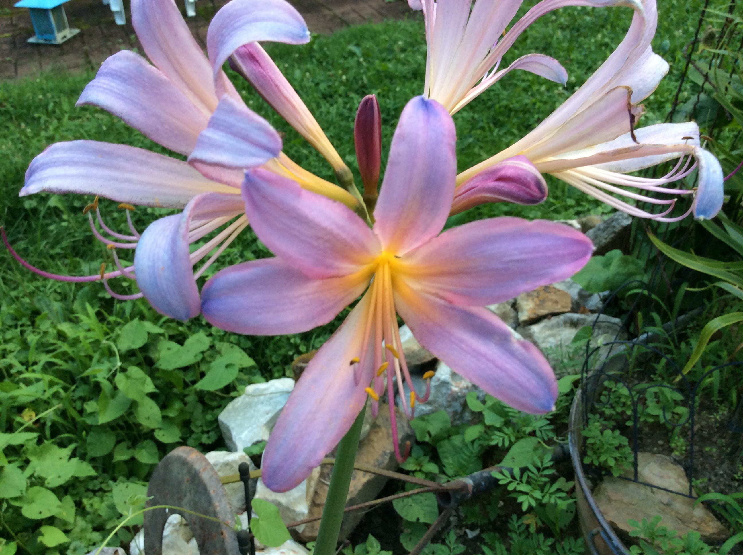 Resurrection Flower in bloom Planters Place