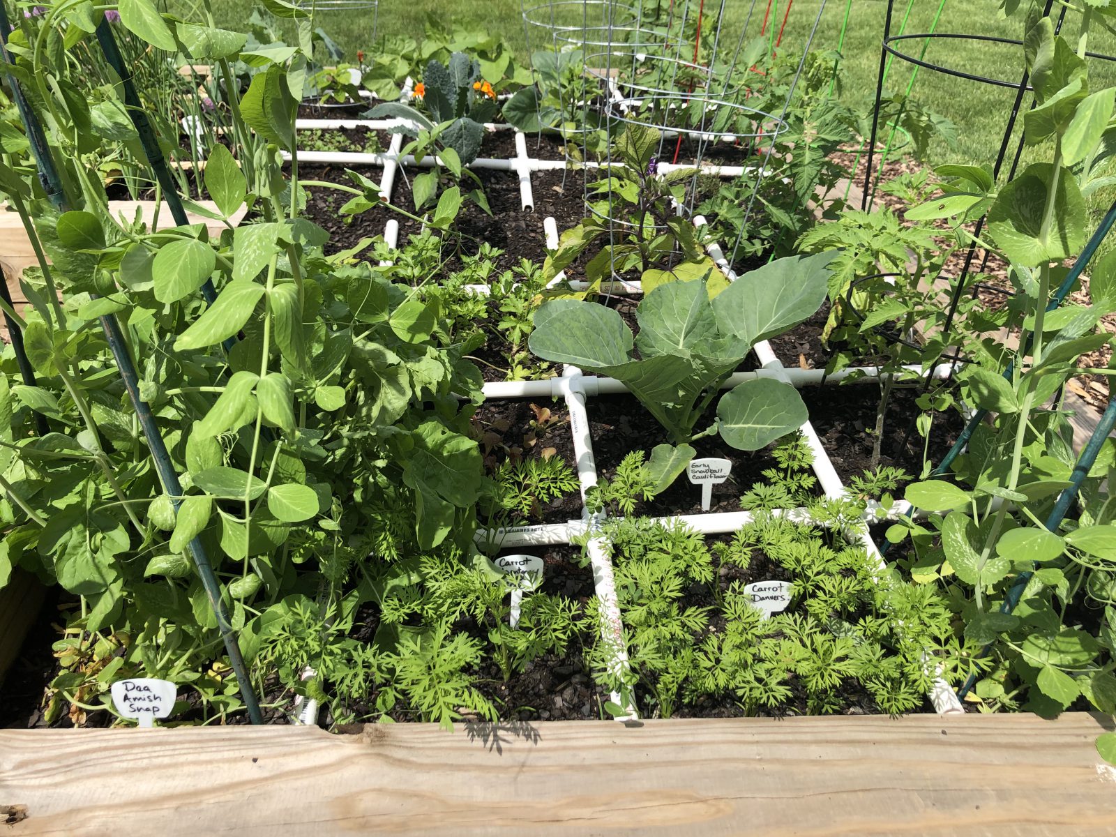 Veggies in square foot garden grid