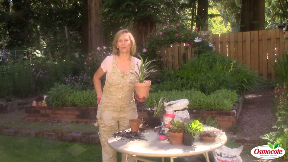 Succulent gardens are easy to care for and fun to put together! Marianne Binetti demonstrates how to divide her centerpiece succulent, a Yucca plant.