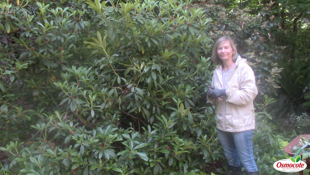 Pruning after blooming is the mantra when it comes to Rhododendrons! Expert Gardener Marianne Binetti demonstrates the best way to prune Rhododendron plants after they bloom in the spring!